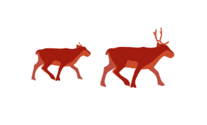 A monochromatic watercolor illustration of a caribou heard walking through the snow as seen from a bird’s eye view. Designed by Gitxsan author, artist and climate researcher Hetxw’ms Gyetxw (Brett D. Huson).